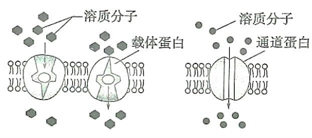 主動運輸都是逆濃度梯度進行的,既需要載體蛋白協助也需要消耗能量d.