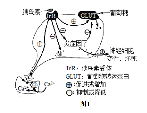 胰岛素受体(inr)激活后,可以促进神经细胞轴突末梢释放神