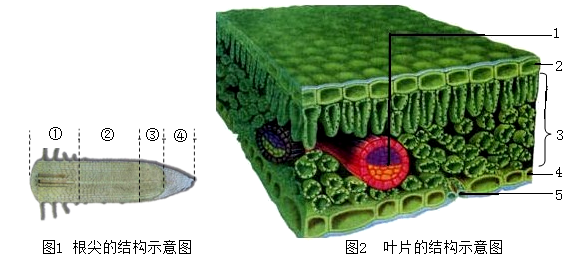 在菠菜的生长过程中,不论是细胞数量的增多,还是细胞体积的增大,都
