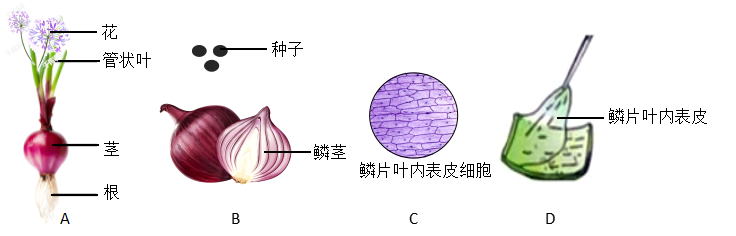 洋蔥被稱為蔬菜皇后有很高的營養價值如圖ad表示洋蔥不同的結構層次請