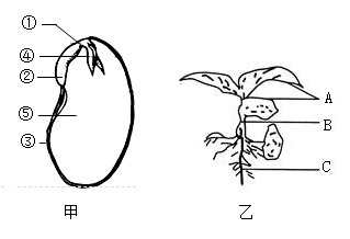种子结构图简笔画图片