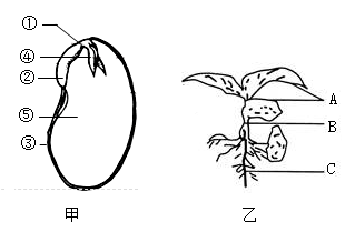 下图所示为菜豆种子的结构及幼苗示意图请根据图回答问题