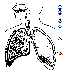 【推荐1】图为人体呼吸系统结构示意图,下列叙述错误的是(单选题
