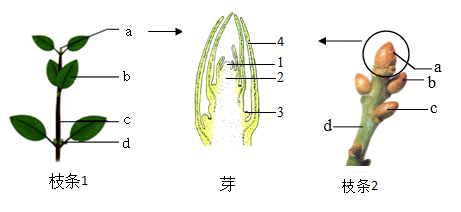 叶芽和枝芽的结构图图片