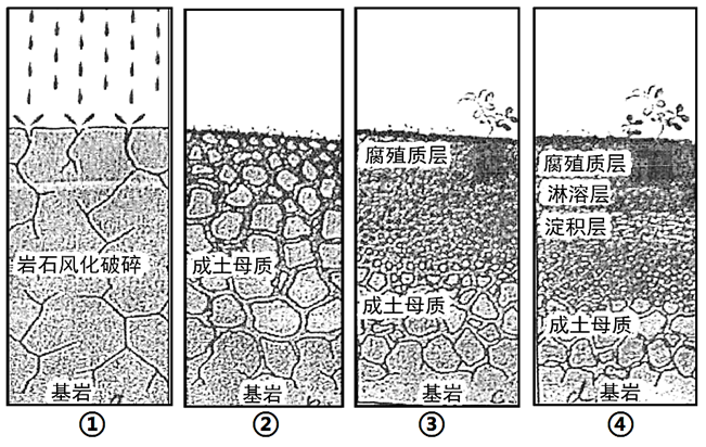 ③d.④2.在④地的剖面圖中,若探究