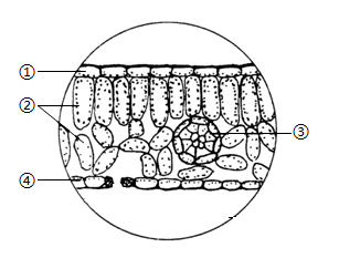对草履虫的观察:(1)①在观察草履虫的实验中,需从培养液的表层