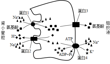 重吸收过程图解图片