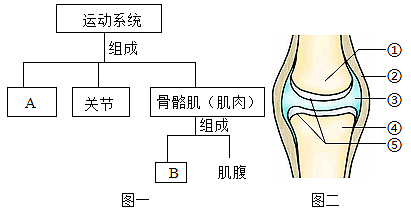 (2)图三表示骨,关节和肌肉的模式图,正确的是