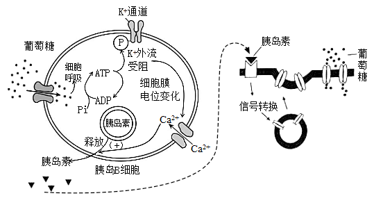 胰岛素与受体结合后会加速靶细胞内非糖物质转化为葡萄糖的过程d.