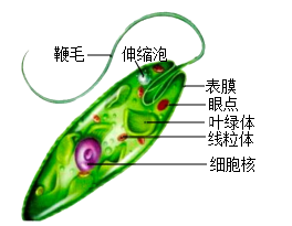 眼虫的结构图图片