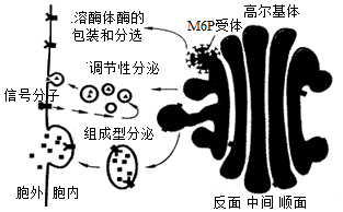 如圖表示高爾基體的結構及發生在