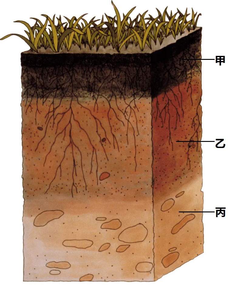 灌排,改良后,有利于农作物生长而成为耕作土壤,下图为耕作土壤剖面图