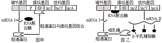 大肠杆菌的乳糖操纵子是由调节基因(i,启动部位(p,与rna聚合酶结合并