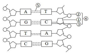 五种碱基结构简图图片