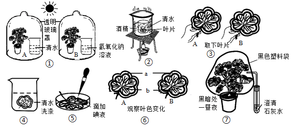 银边天竺葵实验过程图片