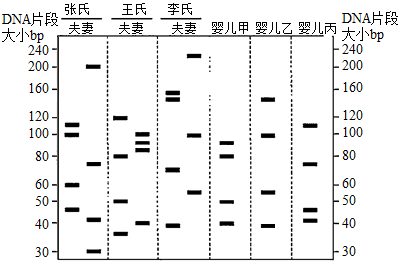 请判断甲,乙,丙婴儿的父母分别是哪一对夫妻?