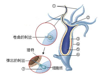 水螅出芽体整装片观察图片