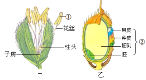 水稻花的主要结构图片