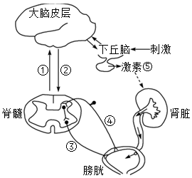 排尿反射图解图片