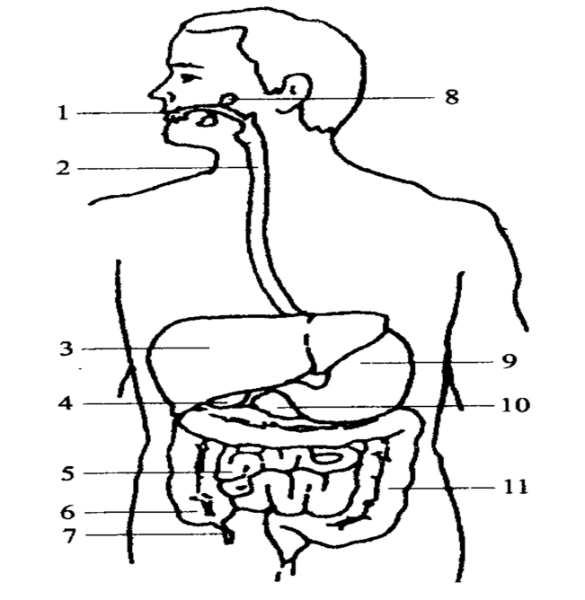 消化系统简图简笔画图片
