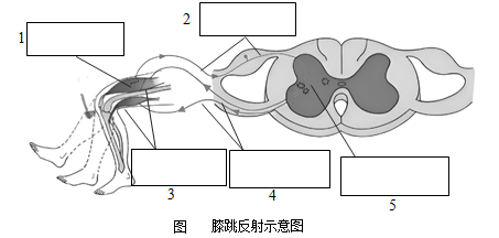 反射弧过程图图片