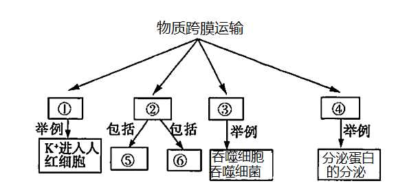 跨膜运输图解图片