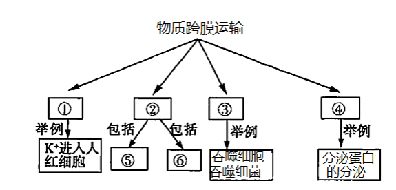 據圖可確定①為既消耗能量又需要載體蛋白的主動運輸b.