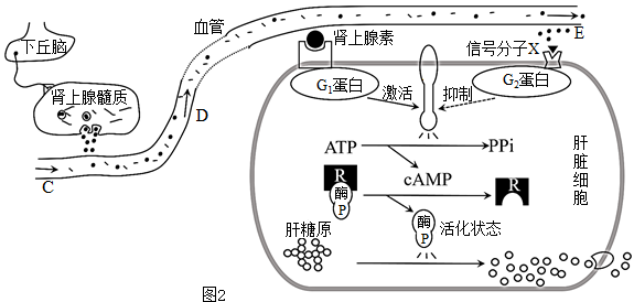 結構組成如下圖1所示人在飢餓時腎上腺髓質分泌腎上腺素可參與血糖