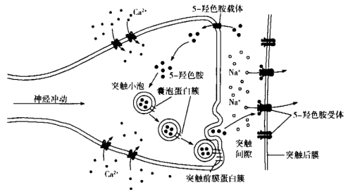 下图表示神经递质5羟色胺在突触间释放―回收―再释放的过程下列有关