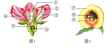 叶子花结构示意图图片