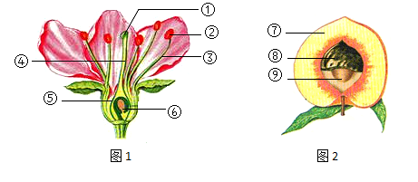 柑橘花结构图图片