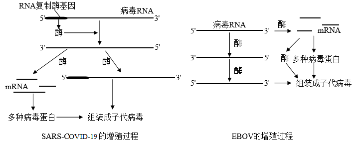 新冠病毒复制图片