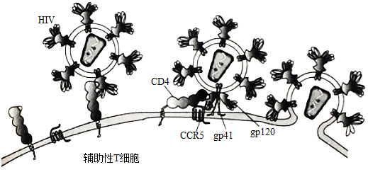 HIV侵染细胞图片