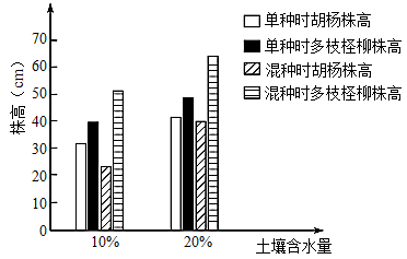 胡楊和多枝檉柳是荒漠河岸林群落的優勢種,近期胡楊的種群密度不斷