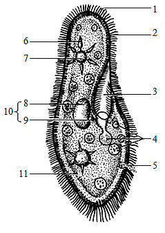 如图是草履虫结构示意图分析回答下列问题