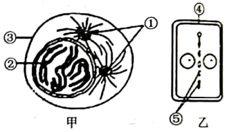 如图为动物和植物细胞的有丝分裂图像据图分析正确的是