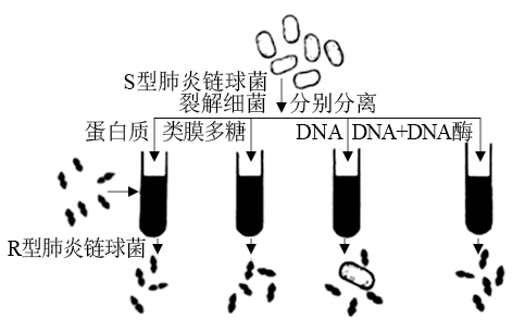 下列关于肺炎链球菌离体转化实验的叙述,错误的是)a.