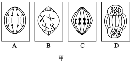 下圖甲表示洋蔥根尖細胞處於有絲分裂不同時期的模式圖圖乙表示相關