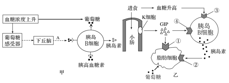 下圖甲和乙是人體內與胰島素分泌相關的兩種調節過程,其中①～④代表