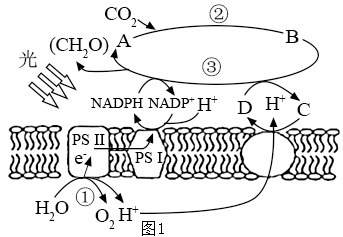 光合作用结构示意图图片