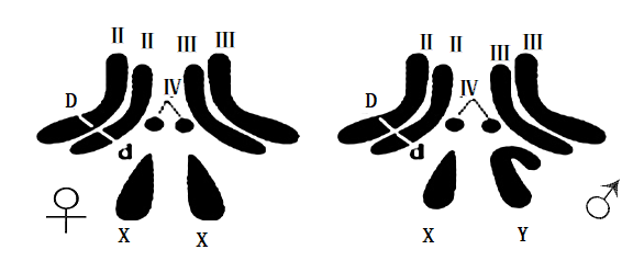 下图为一对雌雄果蝇体细胞的染色体图解其中ⅡⅢⅣxy表示染色体基因dd