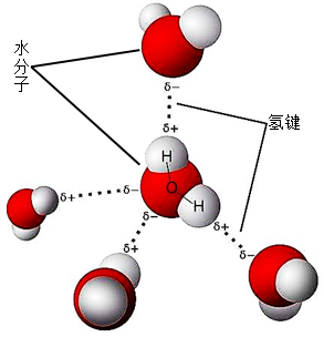 尿素氢键示意图图片