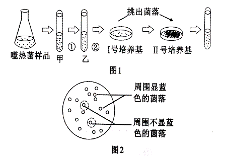 稀释涂布平板法微生物图片