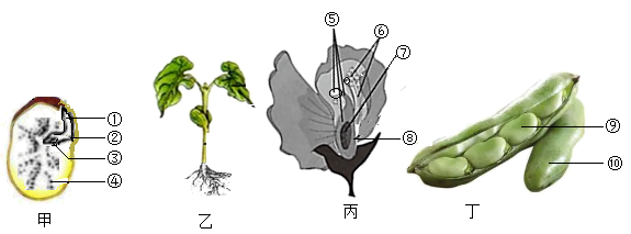 蚕豆花的解剖图片