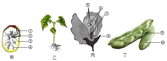 蚕豆花结构解剖示意图图片