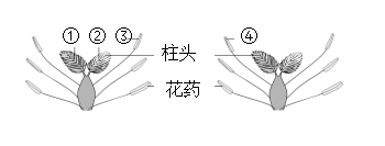 2.水稻開花時,花葯中成熟的花粉落在同一朵花的柱頭上.