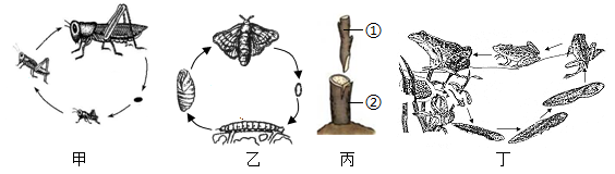 灰蝗虫的生长过程图片