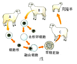 家蚕的生殖和发育图片