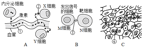 细胞间信息交流方式图图片