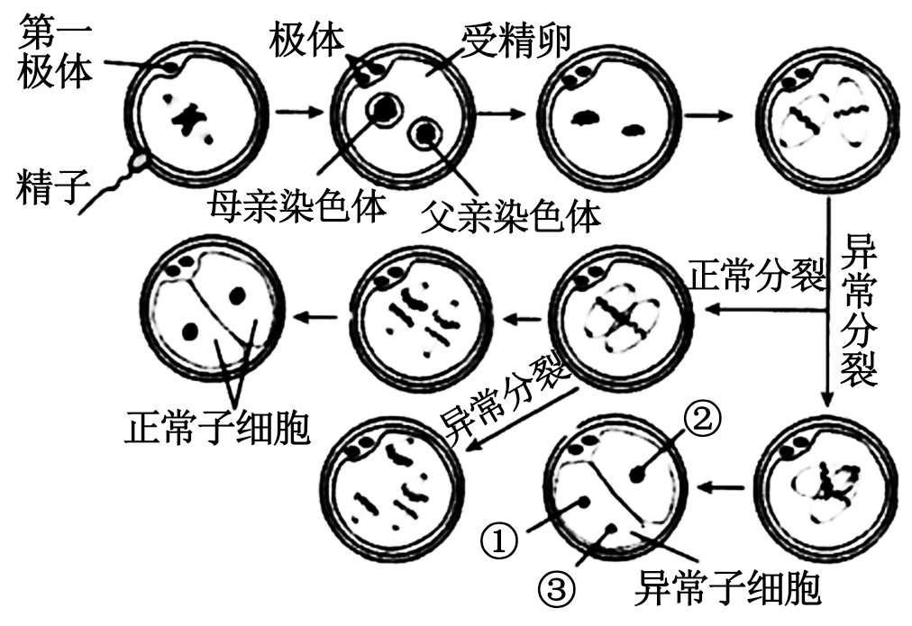 一条染色体图解图片